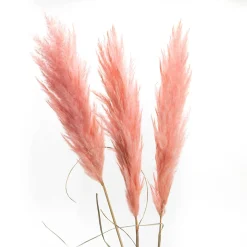 Outlet Fleurs séchées PAMPA ROSE coloris rose - 4MURS Déco Végétale