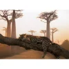 Discount Tableau LEOPARD coloris orange - Tableaux Et Affiches