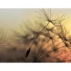 Hot Papier peint panoramique XL PURITY 350 x 255 cm - 4MURS Papiers Peints Panoramiques|Papiers Peints