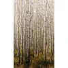 Hot Papier peint panoramique L BIRCH TREE 159 x 280 cm - 4MURS Papiers Peints Panoramiques|Papiers Peints