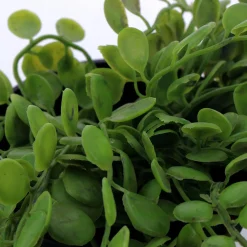 Discount Plante artificielle ELAIA - 4MURS Déco Végétale