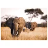 Fashion Tableau en verre ELEPHANT coloris brun - 4MURS Tableaux Et Affiches