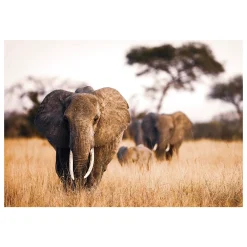 Fashion Tableau en verre ELEPHANT coloris brun - 4MURS Tableaux Et Affiches