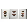 Discount Tableau LEPIDOPTERA coloris multicolore - 4MURS Tableaux Et Affiches
