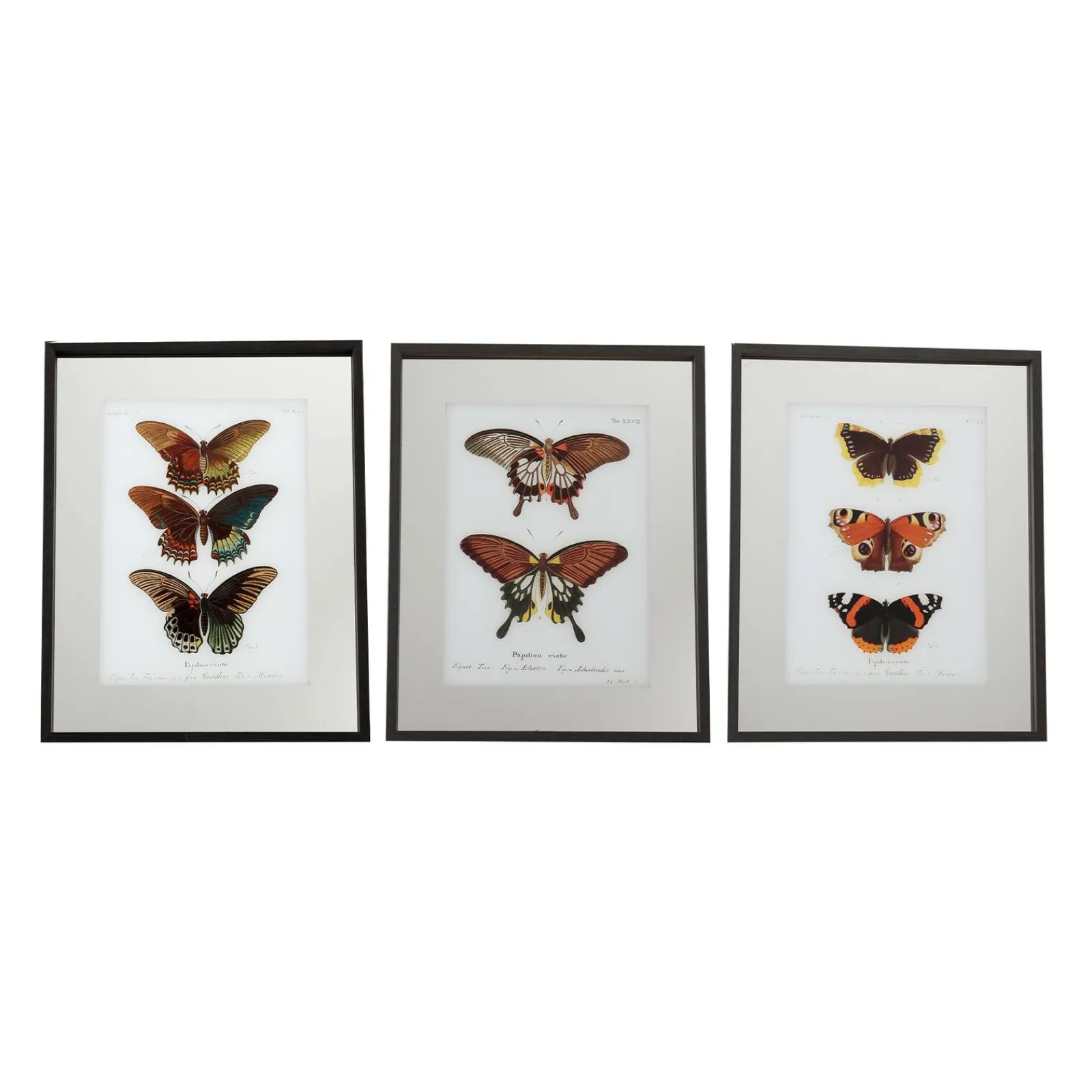 Discount Tableau LEPIDOPTERA coloris multicolore - 4MURS Tableaux Et Affiches